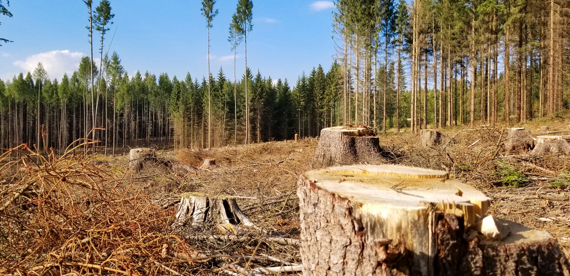 a picture of stumps left from cut down trees in the foreground and standing trees in the background